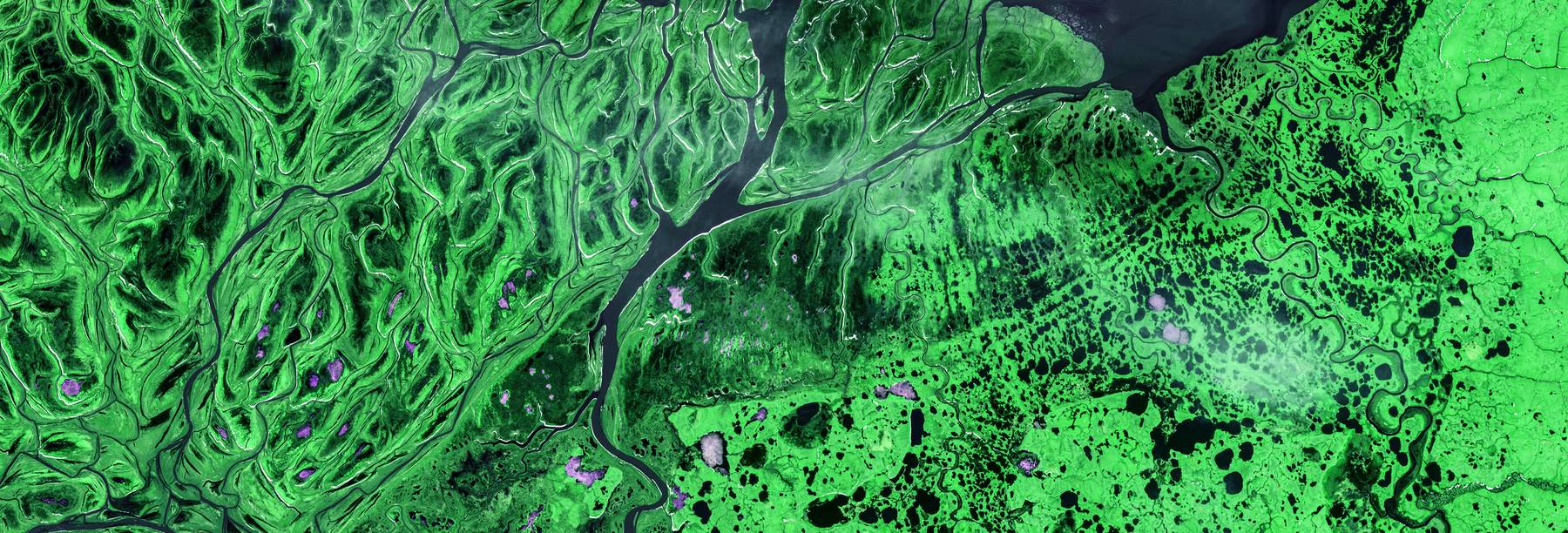 False-color aerial image of a braided river delta in vivid green.